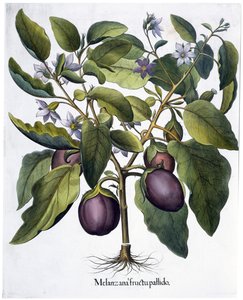 Berinjela, 1613 de Unbekannt