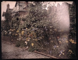 Autocromo das flores, c 1908 de Unbekannt