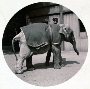 "Elefante bebé no jardim zoológico", versos 1890 de Unbekannt