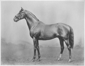 Botão de solteiros. Winkfield - Milady, 1911 de Unbekannt