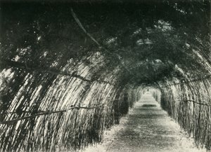 Avenida Bamboo em Barrackpore, 1904, 1925. de Unbekannt