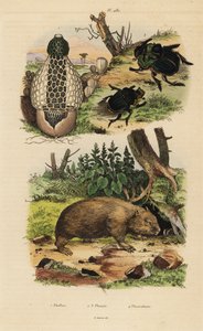 Fungo bambu, Phallus indusiatus 1, escaravelho de excrementos, Coprophanaeus ensifer 2 e Diabroctis mimas 3, e vombato-comum, Vombatus ursinus 4 de Unbekannt