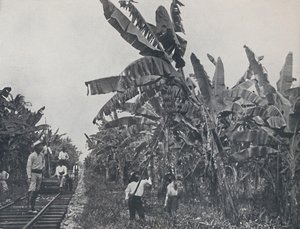Plantação de bananas, 1924 de Unbekannt