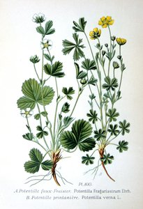 Morango estéril e cinquefoil de primavera, 1893 de Unbekannt