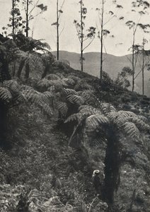 Baumfarne tAlsophila coberto UA de 1926 de Unbekannt