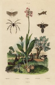 Orquídea abelha, Ophrys apifera 1, orquídea macaco, Orchis simia 2, traça ferrugínea, Orgyia antiqua 3, traça de vinte pluma, Alucita hexadactyla 4, e Oribata geniculata mite 5 de Unbekannt