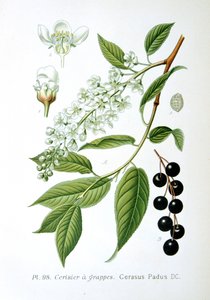 Cereja de pássaro, 1893 de Unbekannt