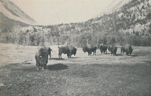 Bison, 1916 de Unbekannt