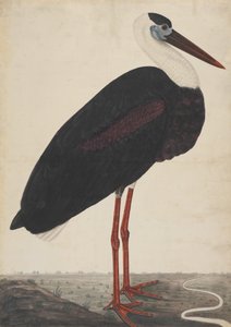 Cegonha Negra em Paisagem, ca. 1780. de Unbekannt