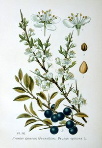 Blackthorn, 1893 de Unbekannt