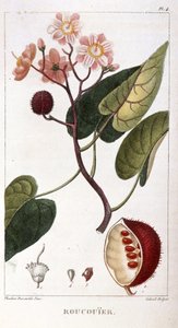 Tábua Botânica/Bixa orellana/Rocuyer de Unbekannt