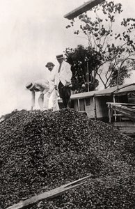 Castanha do Brasil colhida no Vale do Amazonas, c1900s de Unbekannt