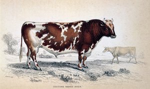 Corneta curta britânica, 1839 de Unbekannt