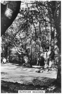 Faias de Burnham, Buckinghamshire, 1937 de Unbekannt