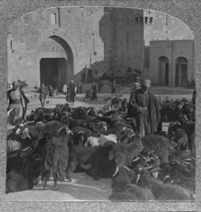 Compra de cabras no portão de Damasco, Jerusalém, c1900 de Unbekannt