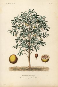 Calabash nutmeg, Monodora myristica, Monodore aromatique de Unbekannt