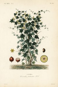 Calumba, Jateorhiza columba, Cocculus palmatus, Colombo de Unbekannt