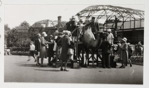 Passeio de camelo, c 1930 de Unbekannt