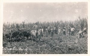 Corte de cana, c1930 de Unbekannt