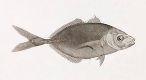 Caranx Lune, feche a porta de Unbekannt