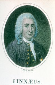Carolus Linnaeus, naturalista sueco do século XVIII, início do século XIX de Unbekannt