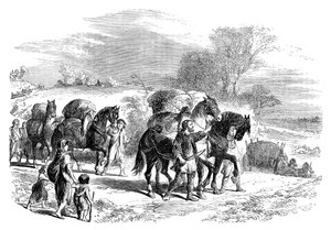 Carregando pão para Londres em cavalos de carga, c1895 de Unbekannt