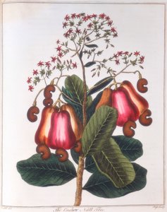 Castanha de caju - Anacardium occidentale, c1798 de Unbekannt