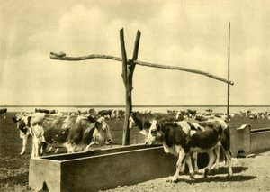 Gado que bebe em uma calha, Burgenland, Áustria, c1935. de Unbekannt
