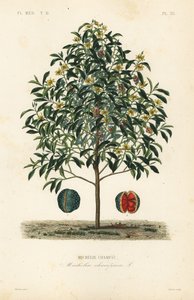 Champak árvore, Magnolia champaca, Michelia champaca, Michelie champac de Unbekannt