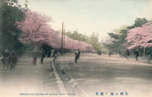 Flores de cerejeira no parque Uyeno em Tóquio, c1910 de Unbekannt