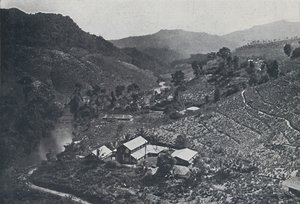 Plantação de chá do Sri Lanka, 1924 de Unbekannt