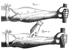 Circulação do sangue, 1628 de Unbekannt