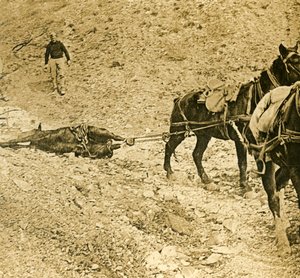 Limpando o campo de batalha, c1914-c1918 de Unbekannt