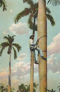 Escalando a Palma Real - Escalando a Palma Real, 1910. de Unbekannt