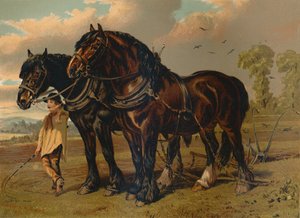 Garanhão de Clydesdale & égua, c1879. de Unbekannt