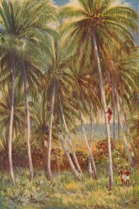 Palmeiras de coco, 1924 de Unbekannt