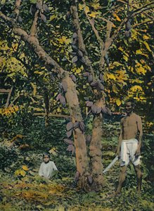 Cacau em mancal completo, Trinidad e Tobago, c1914. de Unbekannt