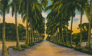 Coconut Avenue, Barranquilla, c1940s, de Unbekannt