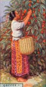 Coffee, 1. - Gathering the Berries, Índias Orientais, 1928 de Unbekannt