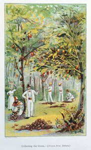 Coleta de cacau, Venezuela, 1892 de Unbekannt