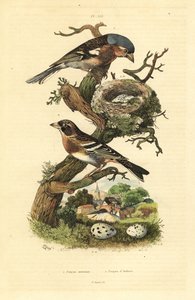 Tentilhão comum, Fringilla coelebs, ninho e ovos, e brambling, Fringilla montifringilla com ovos Pinson commun et pinson d