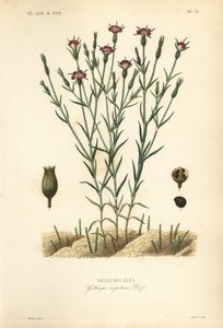 Cockle de milho comum, Agrostemma githago, Githago segetum, Nielle des bles, Gravura em aço colorido à mão por L de Unbekannt