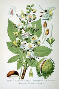 Castanha da Índia, 1893 de Unbekannt