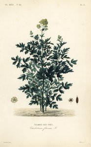 Arruda comum dos prados, Thalictrum flavum, Pigamon des pres de Unbekannt