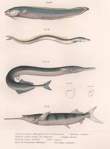 Peixe cobra comum. Enguia comum. Hornhecht comum. Meio-bico brasileiro, c.1850s de Unbekannt