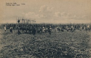 Corte de Cana - Corte de cana - Cuba, c1910 de Unbekannt