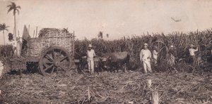 Corte de Canna. - Recolhendo cana. Cuba, c1900 de Unbekannt