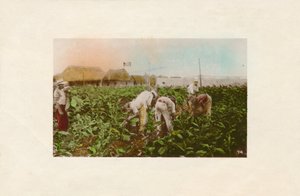 Colheita de tabaco. - Plantação de tabaco., C1910 de Unbekannt
