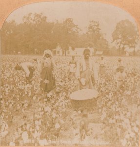 Colheita de algodão., C1900 de Unbekannt