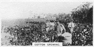 Colheita de algodão, Austrália, 1928 de Unbekannt